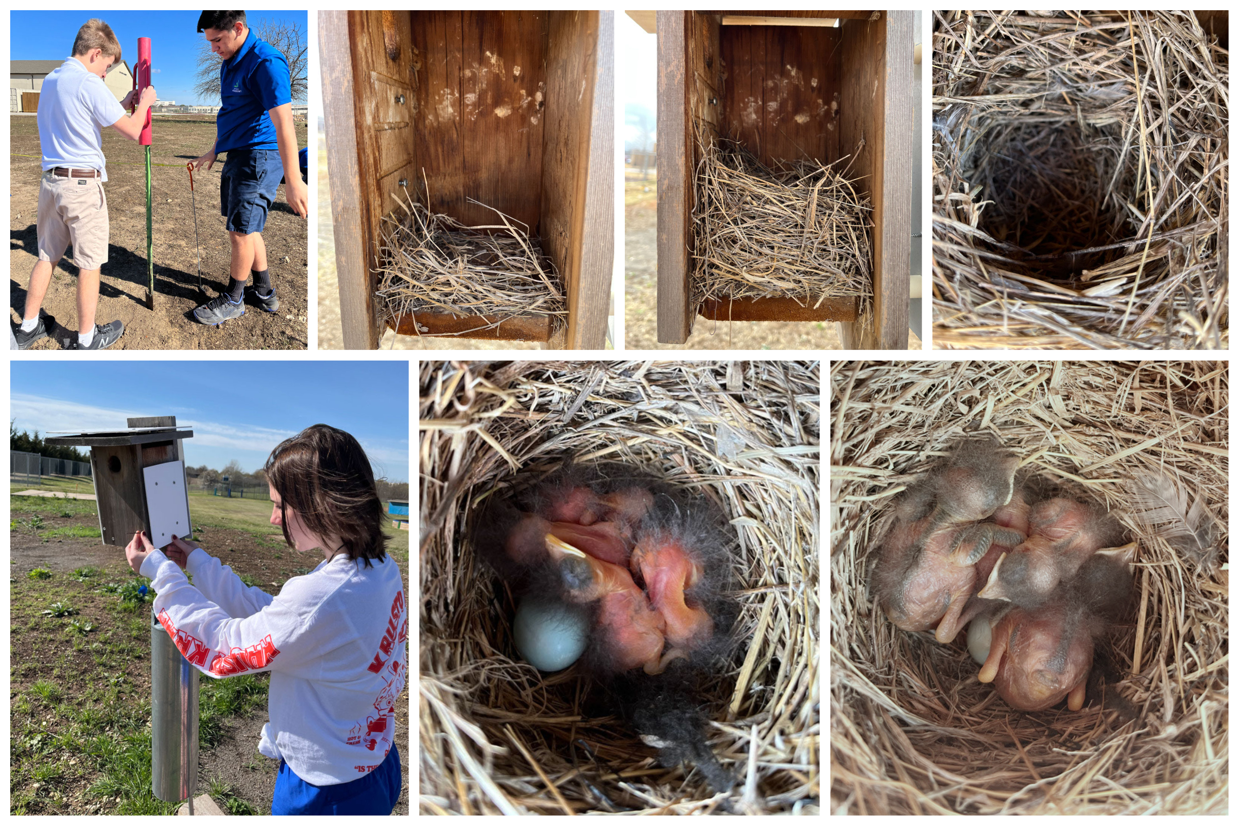 bluebird nest monitoring progress by students at Fort Worth Academy